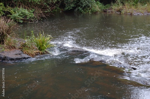 stream in rain forest