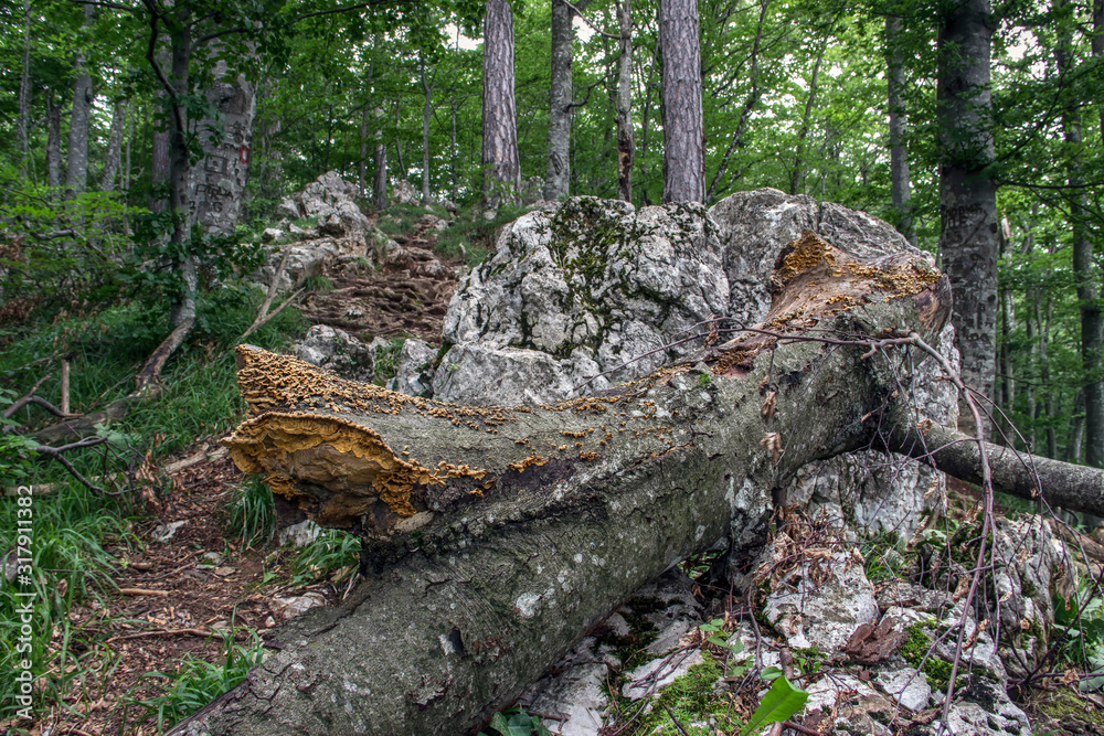 Sulphur Shelf Mushrooms (Laetiporus sulphureus) growing on a dead rotting trunk Sulphur Shelf Mushrooms (Laetiporus sulphureus) growing on a dead rotting trunk