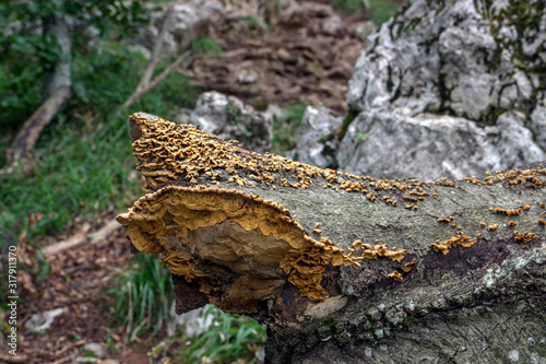 Sulphur Shelf Mushrooms (Laetiporus sulphureus) growing on a dead rotting trunk