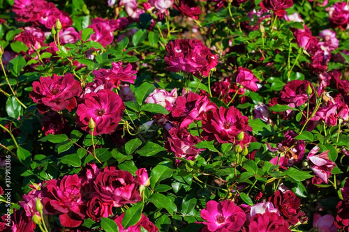Background of pink Bush roses with green foliage close-up. Greeting card for Valentine's day. Blooming flowers in the Park on a Sunny day. Live wall