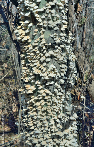Mushrooms tinder (Panellus stypticus) 1 photo
