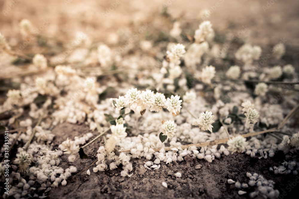 Small flowers in balck and white tone. can be use for sadness card on small flower sepia tone. Small flowers in balck and white tone. can be use for sadness card on small flower sepia tone.