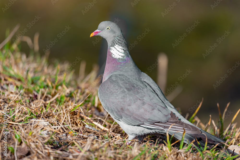 Wood pigeon perching on a spring green fresh grass background Wood pigeon perching on a spring green fresh grass background