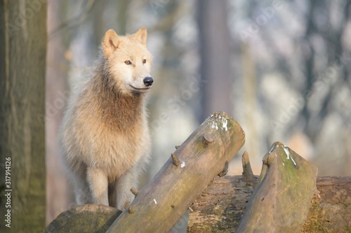 arctic wofl portrait photo