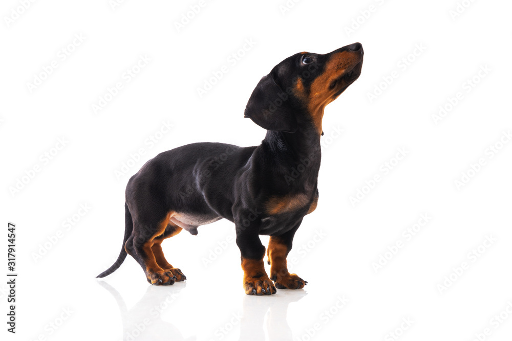 Funny sausage dog, dachshund puppy posing isolated on white background