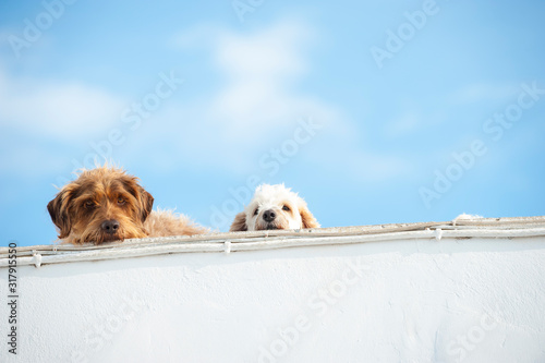Canvas Print Pair of dogs peering over a traditional whitewashed stucco roof under Mediterran