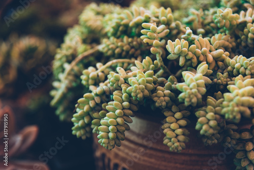 succulent in flowerpot photo