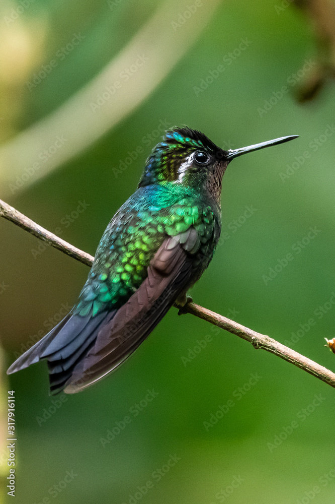 Fototapeta premium Amazilia decora, Charming Hummingbird, bird feeding sweet nectar from flower pink bloom. Hummingbird behaviour in tropic forest, nature habitat in Corcovado NP, Costa Rica. Two bird in fly, wildlife.