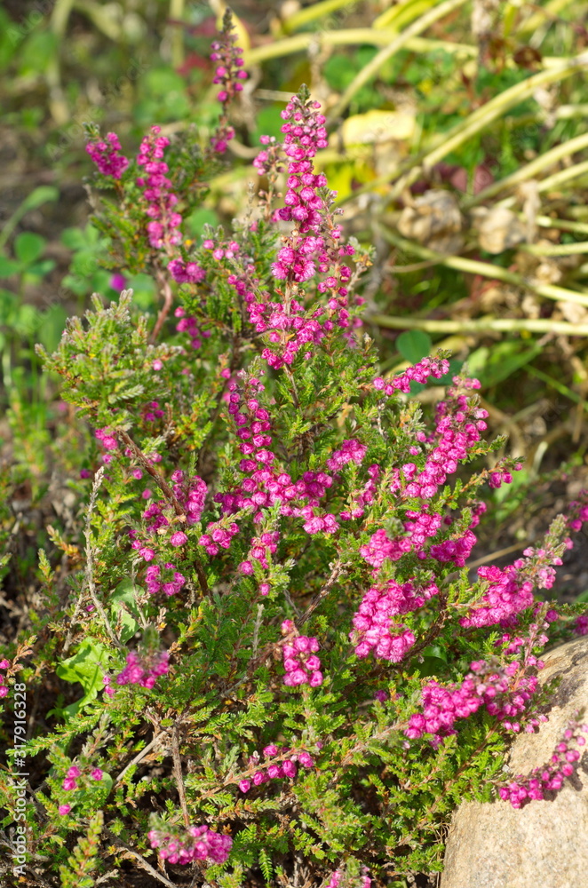 Flowering common Heather (lat. Calluna vulgaris) close-up Flowering common Heather (lat. Calluna vulgaris) close-up
