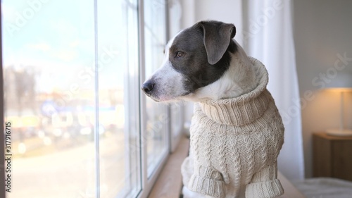 Dog Looking At Window Waiting For The Arrival Of Owners