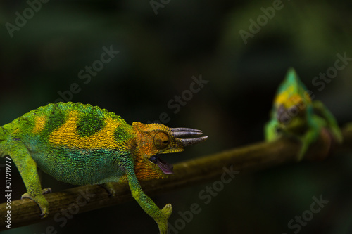 Der Ast ist nicht groß genug für uns beide