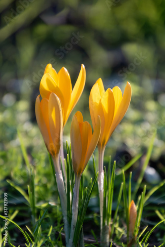 Spring nature view of saffron crocus flowers and sunlight blurred background with bokeh for holiday design