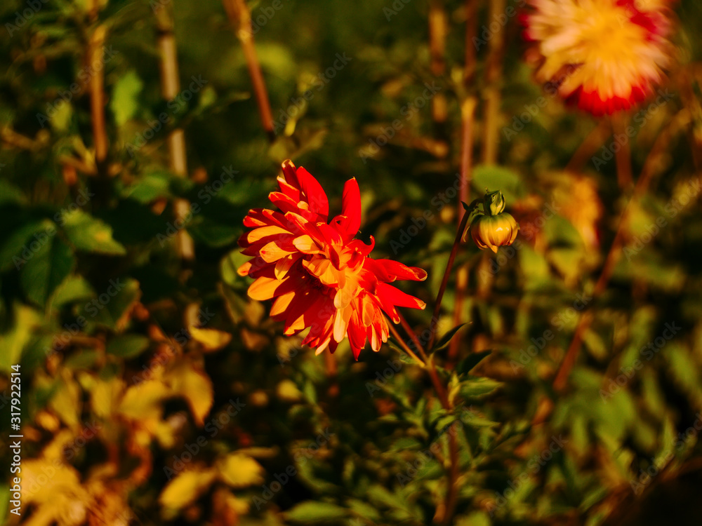 colorful dahlias in the garden in summer, Russia colorful dahlias in the garden in summer, Russia