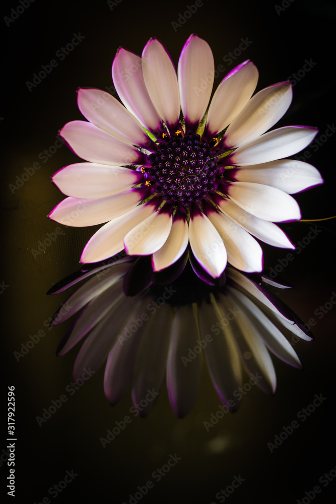A beautiful white daisy on a glass background. Reflection. Vertical format A beautiful white daisy on a glass background. Reflection. Vertical format