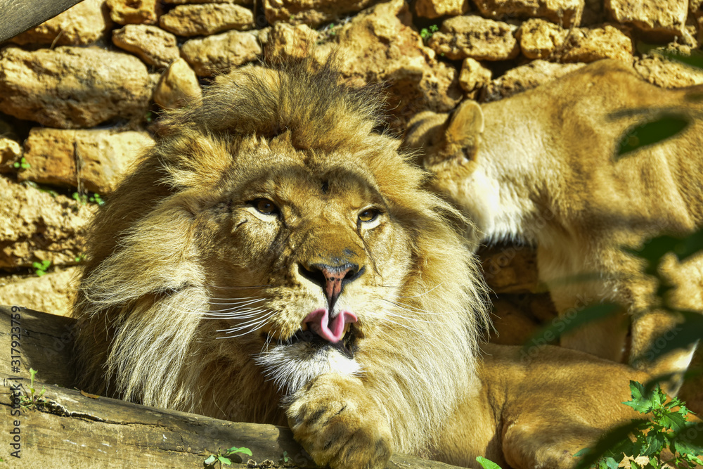 Naklejka premium Lion King