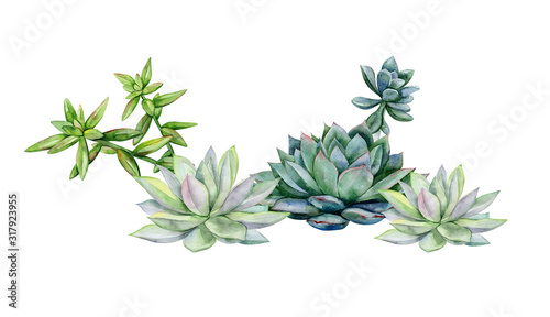 Succulents, echeveria illustration, botanical painting of dudleya and zwartkop. Stone rose. Sempervivum art. Watercolor elements for design. photo