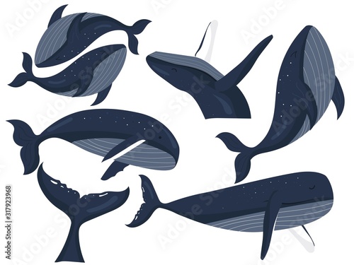 whale of different gesture poses. whale vector illustration isolated on white background. humpback whale