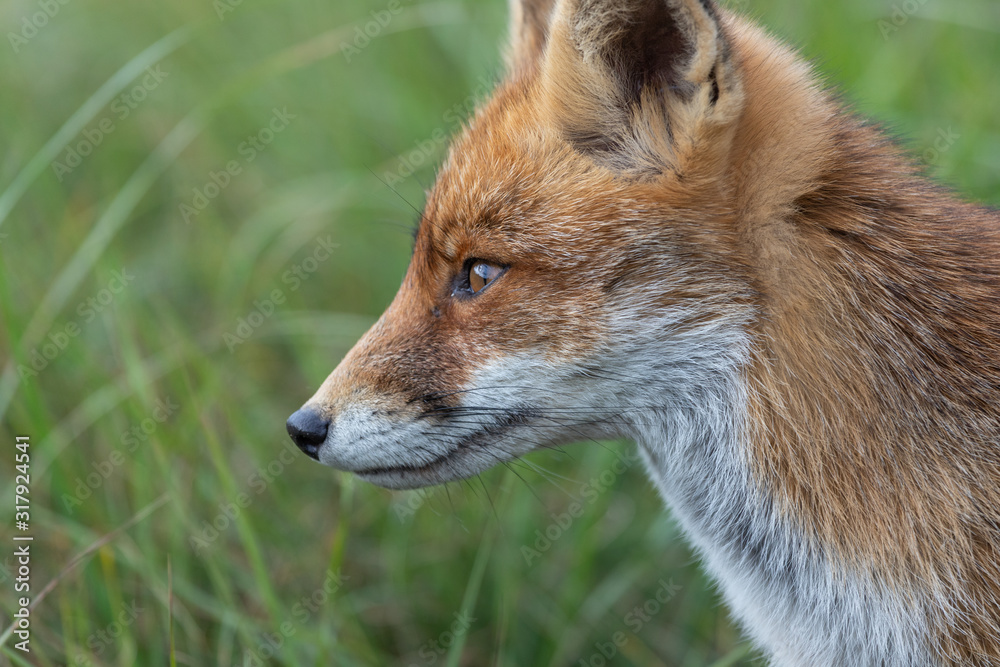 Fox in the dunes of the Amsterdam water supply Area - Vos in de Amsterdamse Waterleiding Duinen (AWD) Fox in the dunes of the Amsterdam water supply Area - Vos in de Amsterdamse Waterleiding Duinen (AWD)