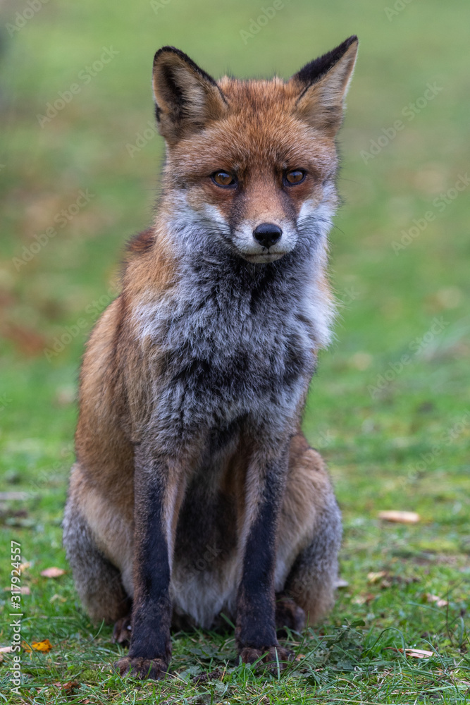 Fototapeta premium Fox in the dunes of the Amsterdam water supply Area - Vos in de Amsterdamse Waterleiding Duinen (AWD)