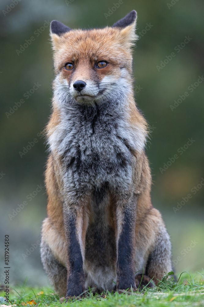 Obraz premium Fox in the dunes of the Amsterdam water supply Area - Vos in de Amsterdamse Waterleiding Duinen (AWD)