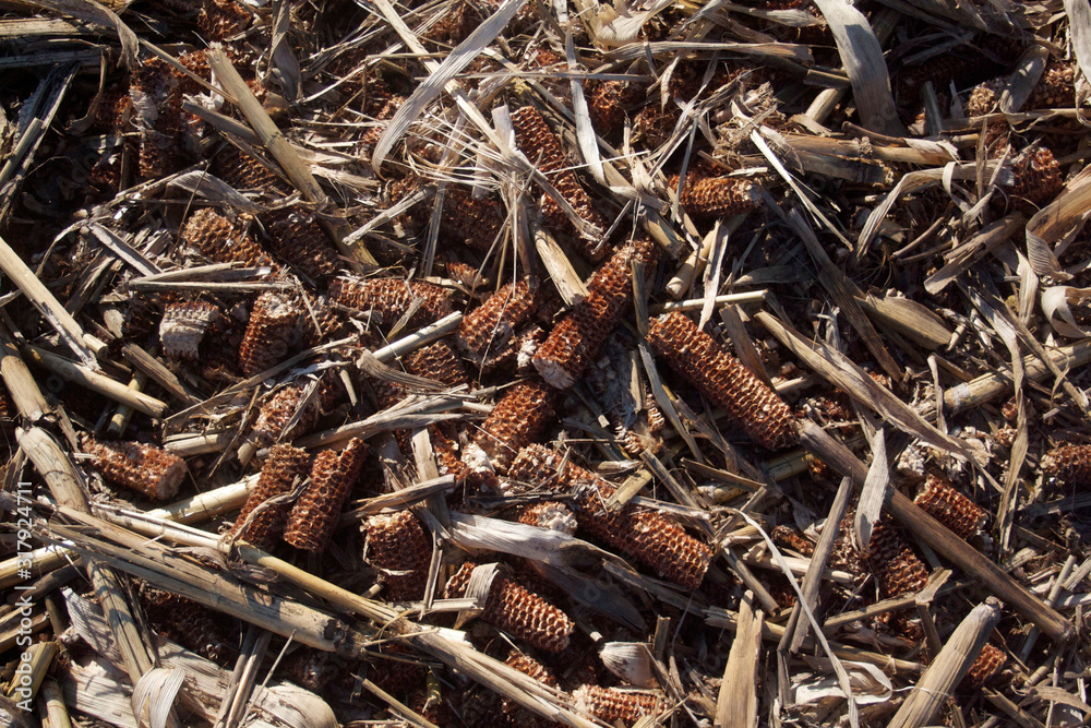 Harvested corn field on summer season. Dry red corn cobs in the field on a sunny day Harvested corn field on summer season. Dry red corn cobs in the field on a sunny day