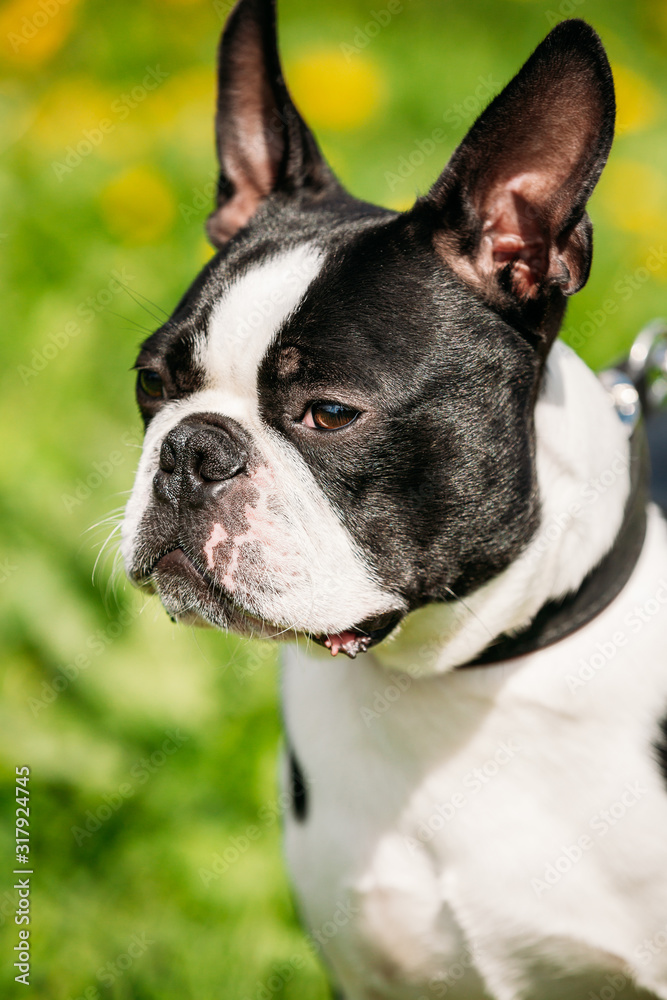 Close Up Portrait Of Young Boston Bull Terrier Dog Outdoor In Green Spring Meadow With Yellow Flowers. Playful Pet Outdoors