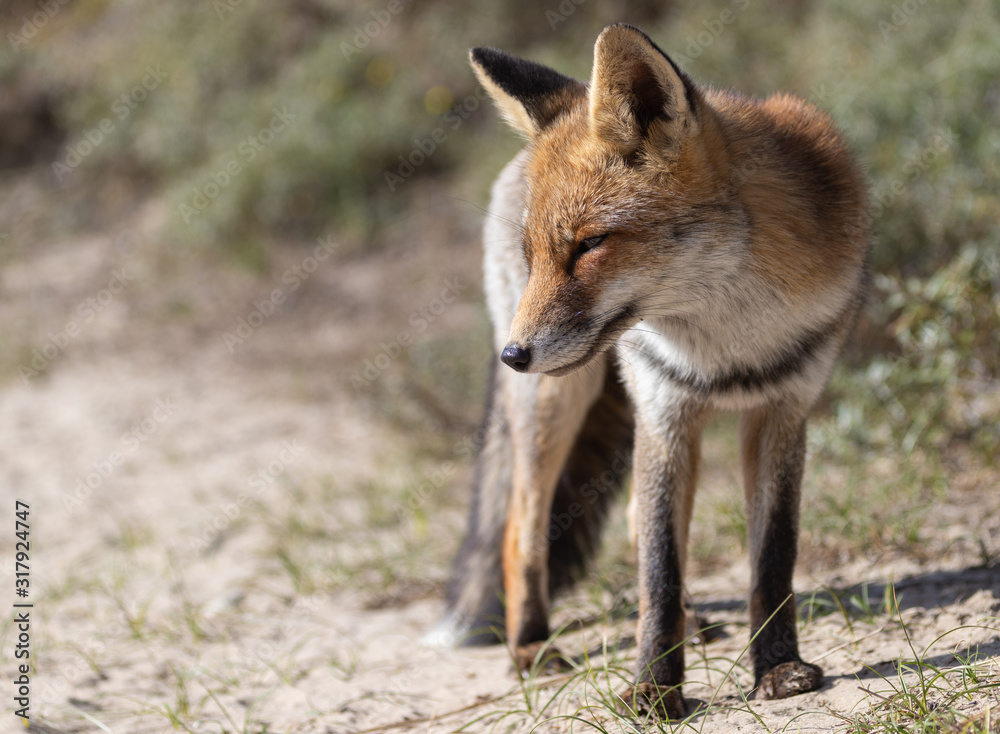 Fox in the dunes of the Amsterdam water supply Area - Vos in de Amsterdamse Waterleiding Duinen (AWD) Fox in the dunes of the Amsterdam water supply Area - Vos in de Amsterdamse Waterleiding Duinen (AWD)