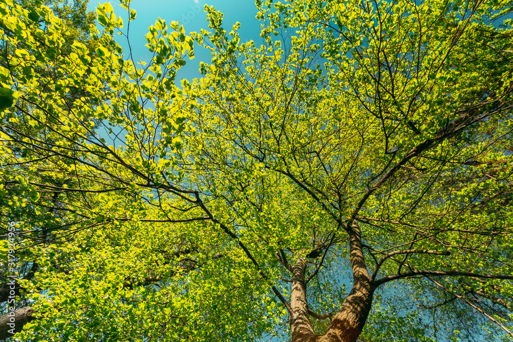 Spring Canopy Of Tree. Deciduous Forest, Summer Nature At Sunny Day. Upper Branches Of Tree With Fresh Green Foliage. Low Angle View