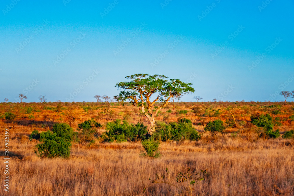 landscape with tree and blue sky