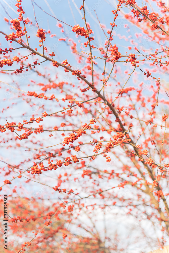 Dense of Texas winterberry (Ilex Decidua) red fruits on tree branches on sunny winter day Dense of Texas winterberry (Ilex Decidua) red fruits on tree branches on sunny winter day