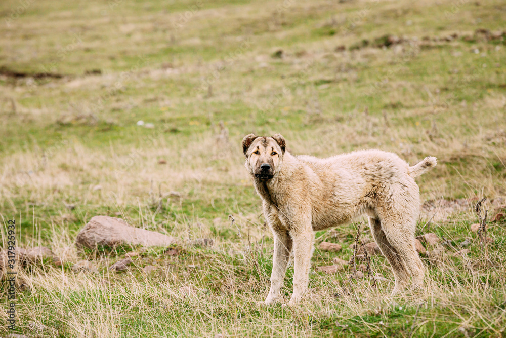 Central Asian Shepherd Dog Tending Sheep In Mountains Of Georgia. Alabai -An Ancient Breed From The Regions Of Central Asia. Used As Shepherds, As Well As To Protect And For Guard Duty Central Asian Shepherd Dog Tending Sheep In Mountains Of Georgia. Alabai -An Ancient Breed From The Regions Of Central Asia. Used As Shepherds, As Well As To Protect And For Guard Duty