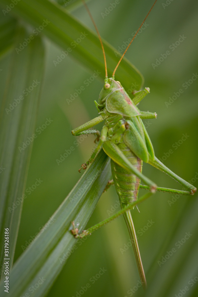 macro of an intensely green hay horse in deep grass