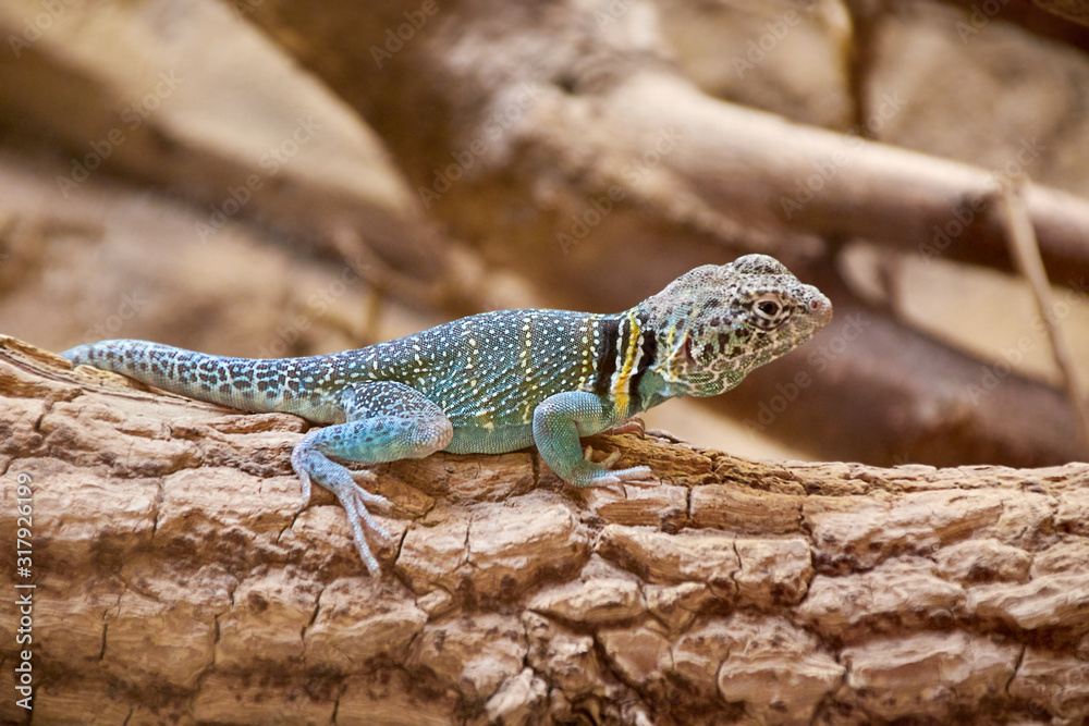 male common collared lizard on a branch male common collared lizard on a branch
