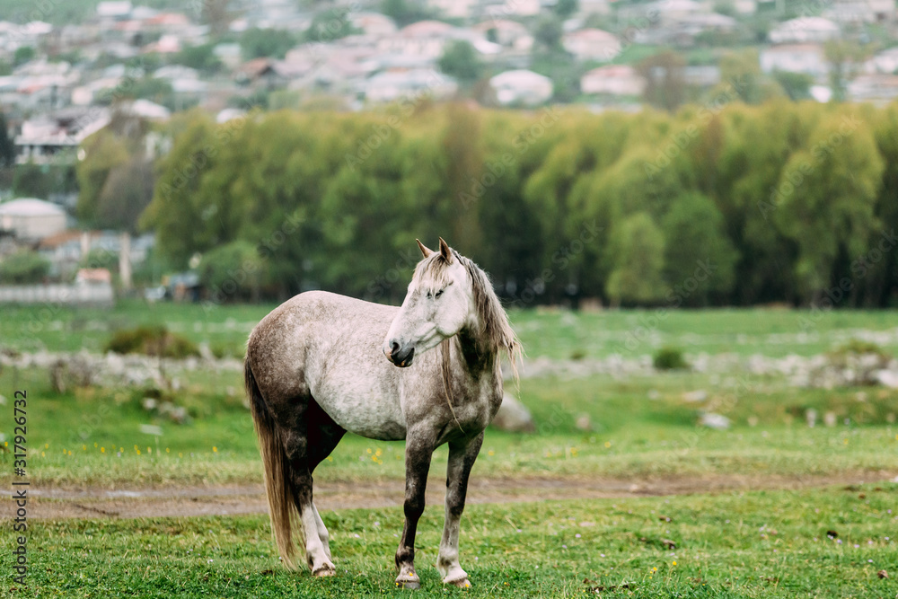 Gray Horse Grazing On Green Mountain Slope In Spring In Mountains Of Georgia Gray Horse Grazing On Green Mountain Slope In Spring In Mountains Of Georgia