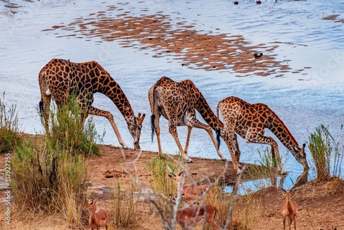 Canvas Print giraffe