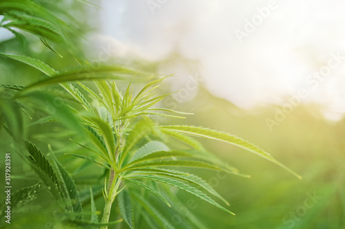 Green cannabis background, cultivation vegetation marijuana plants, marijuana leaves and herb outdoor.