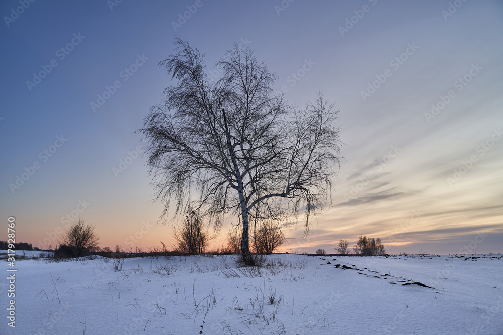 Fototapeta premium Winter landscape-frosty trees in a snow-covered birch forest on a Sunny morning. Calm winter nature in sunlight