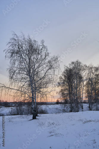Winter landscape-frosty trees in a snow-covered birch forest on a Sunny morning. Calm winter nature in sunlight © nikolay_alekhin