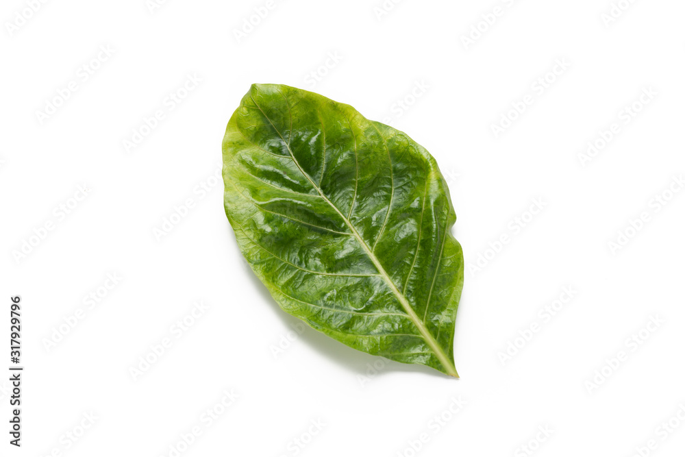 green leaf on isolated white background green leaf on isolated white background