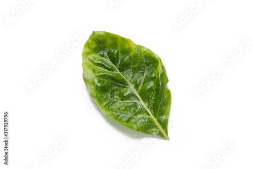 green leaf on isolated white background
