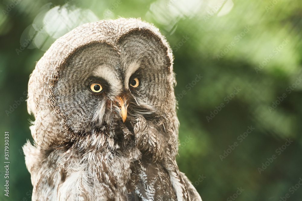 Obraz premium bartkauz-1