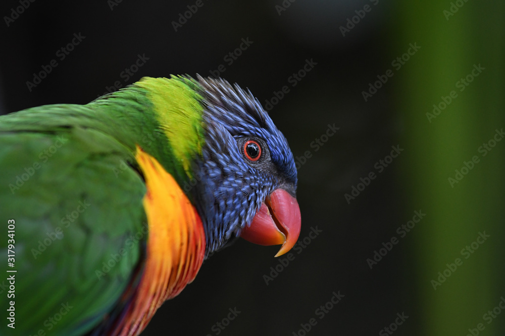 Lorikeet Lorikeet
