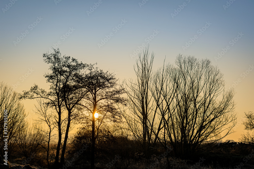 tree at sunrise 