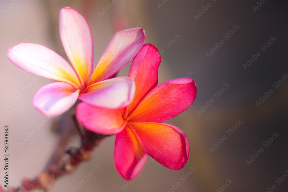 Couple of light pink and dark pink Frangipani flowers. Blossom Plumeria flowers on blurred background. Romantic tropical flower decoration.