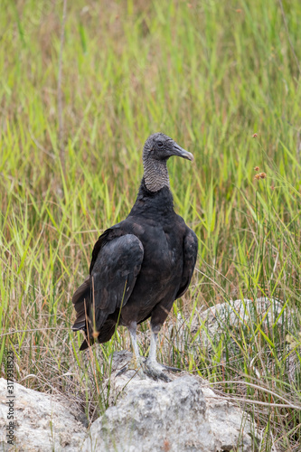 American black vulture sitting on a rock in the Everglades, Florida