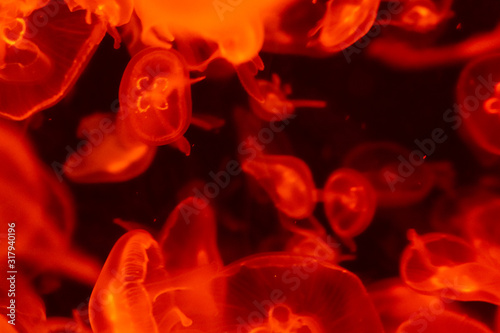 A lot of transparent orange red jellyfish on a black background