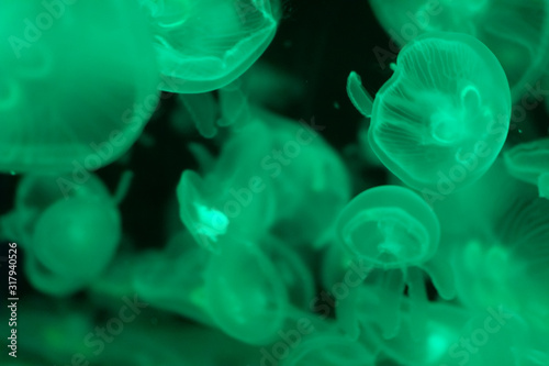 A lot of transparent green jellyfish on a black background