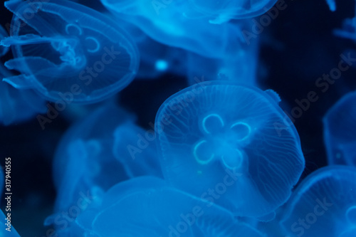 A lot of transparent light blue jellyfish on a black background