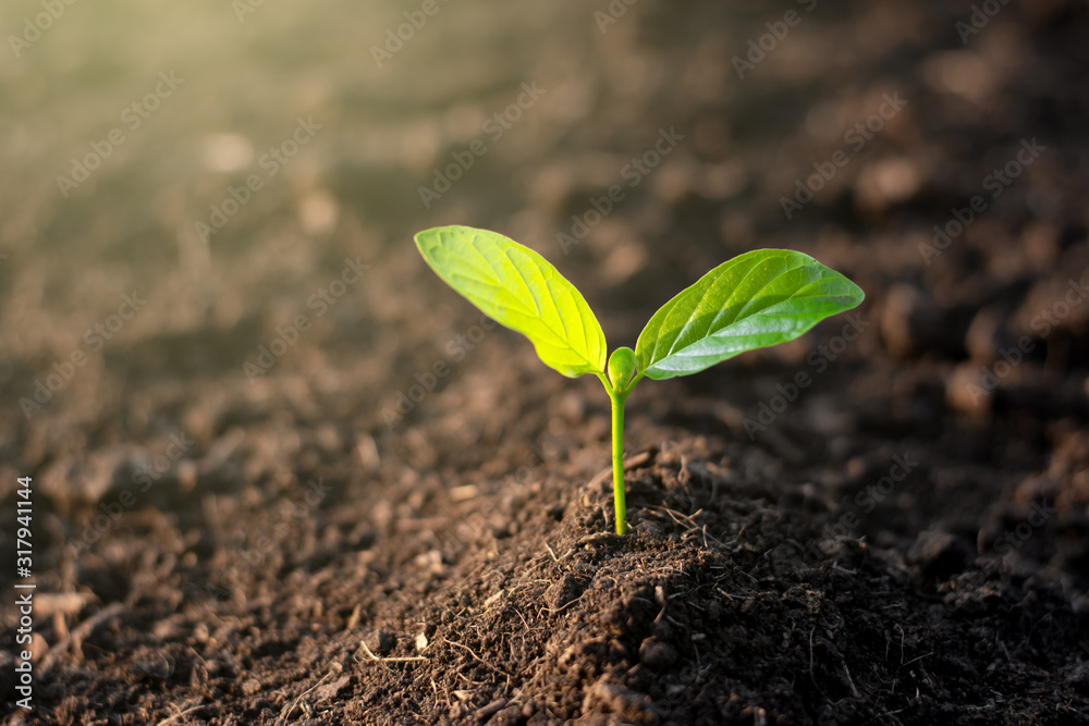 Fototapeta premium The seedling are growing in the soil, ecology concept.