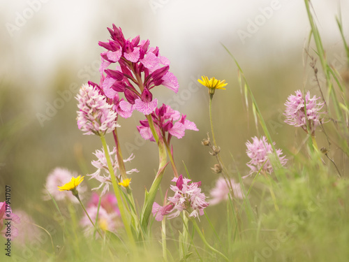 beautiful scene of flowers in spring. wild orchids: ophrys papilionacea and orchid italica in its natural environment. Extemadura, Spain
